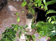 Bonsai z fikusa wymaga pomocy Bonsai z fikusa wymaga pomocy