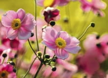 ZAWILEC JAPOŃSKI (ANEMONE HUPEHENSIS) należy do rodziny jaskrowatych (Ranunculaceae). Zakwita na jasnoróżowo. Ma szerokie zastosowanie w ogrodzie - można zdobić rabaty, brzegi oczek wodnych, ogrody skalne i kompozycje naturalistyczne. Na jednym metrze kwadratowym sadzi się ok. pięciu sadzonek.