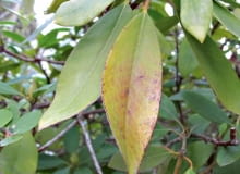 Głodny różanecznik Głodny różanecznik