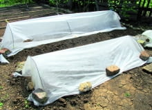 Takimi niskimi namiotami z agrowłókniny chronimy doniczki z młodymi roślinami zadołowane na zimę. Wiosną łatwo usunąć włókninę i znów założyć, zależnie od pogody. Takimi niskimi namiotami z agrowłókniny chronimy doniczki z młodymi roślinami zadołowane na zimę. Wiosną łatwo usunąć włókninę i znów założyć, zależnie od pogody.