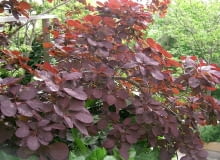 Encyklopedia roślin: Perukowiec podolski  Cotinus coggygria