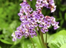 Pora kwitnienia bergenii przypada wiosną.Kwiatostany osiągają wysokość 30-50 cm.