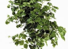 Cissus 04.08.2009 WARSZAWA , DLA CZASOPISMA KWIETNIK CISSUS ROMBOILISTNY ( RHOICISSUS RHOMBOIDEA ) - ROSLINA DONICZKOWA ARANZACJA ANETA KOSIBA FOT. ARKADIUSZ SCICHOCKI / AGENCJA GAZETA PUBLIKACJA KWIETNIK NR 10 (178) - 10 2009 SLOWA KLUCZOWE: ROSLINA ZDJĘCIE DO WKŁADKI: PUBLIKACJA KWIETNIK NR 10 (178) - CZASOPISMA