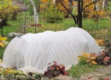 Takim niskim namiotem z agrowłókniny, rozpiętym na pałąkach ochronimy przed mrozem posadzone jesienią byliny i dwuletnie kwiaty - bratki lub dzwonki ogrodowe.