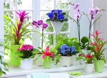 Zimowy parapet zdobią: guzmania, odmiana różowa; fiołek afrykański, odmiana ciemnoniebieska; storczyk falenopsis; kalanchoe; neoregelia; paproć adiantum; fiołek afrykański z grupy Chimera; guzmiania, odmiana czerwona. Zimowy parapet zdobią: guzmania, odmiana różowa; fiołek afrykański, odmiana ciemnoniebieska; storczyk falenopsis; kalanchoe; neoregelia; paproć adiantum; fiołek afrykański z grupy Chimera; guzmiania, odmiana czerwona.