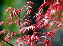 Klon palmowy, odmiana 'Shindeshojo'