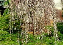 Wierzba iwa (salix caprea) 'Kilmarnock' - odmiana męska, bardzo często mylona z żeńską 'Pendula'. Najpiękniej wygląda w marcu, kiedy obsypana jest złocistymi baziami, które pojawiają się na długo przed liśćmi. Ma ona również ciekawy pokrój.