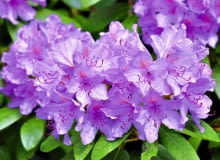 WARTO ZADBAĆ o zdrowie różanecznika, by kwitł obficie. Poniżej: pędy krzewu zaatakowane przez grzyby Phytophtora. WARTO ZADBAĆ o zdrowie różanecznika, by kwitł obficie. Poniżej: pędy krzewu zaatakowane przez grzyby Phytophtora.