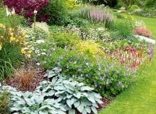 Bodziszki, rdesty, liliowce i funkie - posadzone na rabatach w dużych grupach, w oprawie barwnych krzewów wyglądają olśniewająco. PONOWNA PUBLIKACJA PO UZGODNIENIU Z REDAKCJA !!!ANGLIA ELMSTEAD MARKET OGROD WLASCICIELKA OGRODU PANI BETH CHATTO NAGRODZONA 10 ZLOTYMI MEDALAMI NA WYSTAWACH CHELSEA FLOWER SHOW ORAZ MEDALEM VICTORII - NAJWYZSZE WYROZNIENIEM ROYAL HORTICULTURAL SOCIETY NZ OGROD ROSLINY KWIATY - FUNKIA , RDEST POKREWNY , BODZISZEKFOT. KATARZYNA BELLINGHAMPUBLIKACJA OGRODY NR 2 (106) - 2 2008