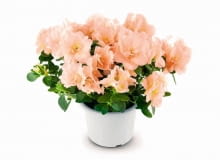 Azalia, jak prawdziwa dama, ma ogromne wymagania. Za troskę odwdzięcza się jednak sowicie - kwitnie przez całą zimę, gdy najbardziej jesteśmy spragnieni kwiatów i kolorów. Łososiowe lub dwubarwne płatki należą do rzadkości - różaneczniki są zwykle białe, czerwone lub różowe.