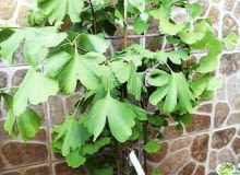 Miłorząb o dziwnie dużych liściach Miłorząb o dziwnie dużych liściach