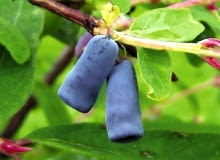 Jagoda kamczacka. Zależnie od gatunku i odmiany jagody mogą mieć kształt bardziej lub mniej zaostrzony lub beczułkowaty