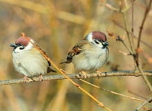 Mazurkom i innym skrzydlatym gościom stołówek należy się uważnie przyglądać. Jeśli są chore, izolujmy od nich nasze ptaki w gospodarstwie.