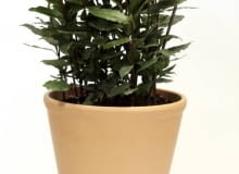 Zdrowe liście lauru można wykorzystywać jako przyprawę.