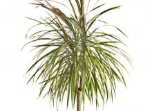 DRACENA OBRZEŻONA tworzy w dobrych warunkach pióropusze liści. DRACENA OBRZEŻONA tworzy w dobrych warunkach pióropusze liści.