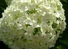 Hortensja drzewiasta 'Anabelle' Hortensja drzewiasta 'Anabelle'