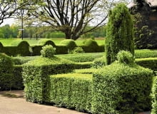 15.05.2003 RUCHOCICE GMINA RAKONIEWICE WOJEWODZTWO WIELKOPOLSKIE ZYWOPLOT LIGUSTER LIGUSTR POSPOLITY LIGUSTRUM VULGARE FORMOWANIE STRZYZENIE CIECIE FOT. PAWEL SLOMCZYNSKI / AGENCJA GAZETA PUBLIKACJA PO UZYSKANIU AKCEPTACJI REDAKCJI KWIETNIKA PUBLIKACJA KWIETNIK NR 9 (105) - 9.2003 SLOWA KLUCZOWE: ROSLINY OGRODY OGRODNICTWO ZDJĘCIE DO WKŁADKI: PUBLIKACJA KWIETNIK NR 9 (105) - CZASOPISMA