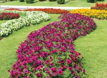 Rzeka z petunii (Petunia) może mieć wiele kolorów. Jest efektowna przez całe lato. Rzeka z petunii (Petunia) może mieć wiele kolorów. Jest efektowna przez całe lato.