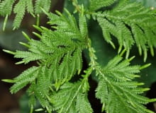 Selaginella (widliczka)