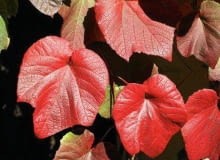 Winorośl japońska wspaniale prezentuje się na pergolach,płotach, altankach SONY DSC