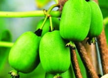 Medalista konkursu Nowości roślinne 2013 Medalista konkursu Nowości roślinne 2013