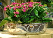 Kwiaty są najpiękniejszą ozdobą balkonu, jednak na urok roślinnej kompozycji mają też wpływ donice. Pozwólmy sobie na odrobinę fantazji i zamiast tradycyjnych skrzynek wybierzmy oryginalny kwietnik, na przykład ceramiczną wazę czy wiklinowy koszyk. Mamy kilka propozycji. <BR /> Co ładniejsze? Rozkwitłe kalanchoe w otoczce z mchu czy może połyskująca złota misa z wyrazistym wzorem?