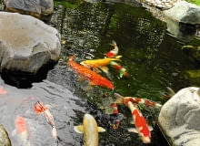 RYBY (na zdjęciu karpie koi) łatwo przyzwyczajają się do miejsca, w którym rzucamy im karmę. RYBY (na zdjęciu karpie koi) łatwo przyzwyczajają się do miejsca, w którym rzucamy im karmę.