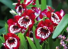 MILTONIA MILTONIA