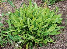 gleba, ogród, ziemia, pokrzywy, chwasty, dziki szczaw