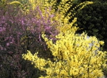 01A6QM5N - flower, landscape, spring, season, scene, yellow flower, nature