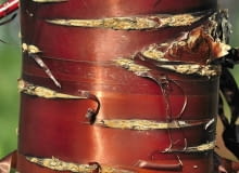 WIŚNIE I ŚLIWY (Prunus) lśnią brunatnoczerwoną korą z poziomymi deseniami. Na starych pniach kora pęka i łuszczy się pasmami. WIŚNIE I ŚLIWY (Prunus) lśnią brunatnoczerwoną korą z poziomymi deseniami. Na starych pniach kora pęka i łuszczy się pasmami.