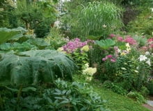 TMPONUJĄCE LIŚCIE LEPIĘŻNIKÓW są wspaniałym tłem dla kwitnących hortensji, floksów i lilii. TMPONUJĄCE LIŚCIE LEPIĘŻNIKÓW są wspaniałym tłem dla kwitnących hortensji, floksów i lilii.