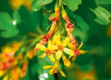 Porzeczka złota ma proste lub łukowate gałęzie. Zdobią ją liczne kwiatowe grona o długości 3-5 cm.