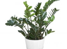 Zamiokulkas (Zamioculcas)preferuje półcieniste miejsca.. Ale przy silnym niedoborze światła jego liście wyciągają się i są jasnozielone. Doniczkę co 2 lata trzeba zmienić na większą