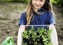 Wysadzamy rozsadę warzyw. Dzień wcześniej rośliny dobrze podlejmy - dzięki temu lepiej się przyjmą.