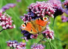 Werbena patagońska ma kilka podobnych odmian, także karłowych. Ich drobne kwiatki są obfitym źródłem pokarmu dla motyli i innych owadów. Werbena patagońska ma kilka podobnych odmian, także karłowych. Ich drobne kwiatki są obfitym źródłem pokarmu dla motyli i innych owadów.