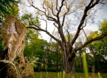 Dąb Bartek Dąb Bartek