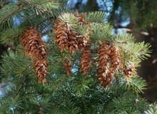 SZYSZKI DAGLEZJI PSEUDOTSUGA MENZIESII SZYSZKI DAGLEZJI PSEUDOTSUGA MENZIESII