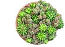 Na powierzchni zdrowych kaktusów nie występują żadne plamy i nie pokrywa ich korkowy nalot, a areole i wyrastające z nich ciernie tworzą regularny wzór. Na powierzchni zdrowych kaktusów nie występują żadne plamy i nie pokrywa ich korkowy nalot, a areole i wyrastające z nich ciernie tworzą regularny wzór.