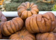 Dynia Muscat Dynia Muscat