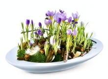 Dekoracje i stroiki wielkanocne. W tej płaskiej misie rosną krokusy i zawilce greckie ozdobione mchem, piórkami i kawałkami gałązek. Dekoracje i stroiki wielkanocne. W tej płaskiej misie rosną krokusy i zawilce greckie ozdobione mchem, piórkami i kawałkami gałązek.