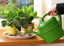 TACA Z KAMYKAMI w nagrzanych mieszkaniach powinna być napełniana wodą codziennie 12.10.2006 WARSZAWA DLA KWIETNIK ROSLINA DONICZKOWA ROSLINY DONICZKOWE NAWADNIANIE NAWILZANIE NAWILZAC WILGOC FOT. LUKASZ ZANDECKI / AGENCJA GAZETA