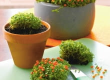 PRZESADZANIE. Nerterę można rozmnażać przez podział bryły korzeniowej. Pflege-Tipp: Korallenmoos vermehren durch Teilen nach dem Abfallen der FrŁchte SLOWA KLUCZOWE: Korallenbeere Korallenbeeren Korallenmoos Pflege Pflege-Tipp Pflegetipp Pflegetipps Topfpflanze Topfpflanzen Vermehren Zimmerpflanze Zimmerpflanzen pflegen <bertopf <bertUpfe Hochformat