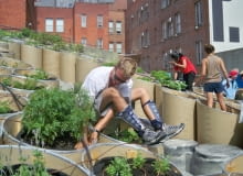 Podwyższona grządka w centrum Nowego Jorku Nieużytki sztuki