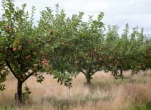 Stara odmiana jabłoni Stara odmiana jabłoni