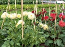 Wysokość podpór trzeba dostosować do rozmiarów, jakie osiąga dany gatunek, oraz do charakteru jego wzrostu. Mocnych zabezpieczeń wymagają pnącza - w ich wypadku montujemy je jeszcze przed posadzeniem młodych okazów bądź wysianiem nasion. Wysokość podpór trzeba dostosować do rozmiarów, jakie osiąga dany gatunek, oraz do charakteru jego wzrostu. Mocnych zabezpieczeń wymagają pnącza - w ich wypadku montujemy je jeszcze przed posadzeniem młodych okazów bądź wysianiem nasion.