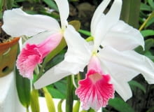 Storczyk katleja. Kwiaty doniczkowe RIO DE JANEIRO , OGROD BOTANICZNY - ROSLINY TROPIKALNE - KATLEJA , STORCZYK , KWIATY FOT. IZABELA ZAWIERUCHA PUBLIKACJA OGRODY NR 11 (151) - 11 2011