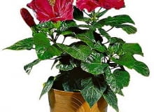 W sprzedaży są róże chińskie skarlane specjalnym preparatem. Po kilku miesiacach przestaje on działać i roślina się rozrasta. W sprzedaży są róże chińskie skarlane specjalnym preparatem. Po kilku miesiacach przestaje on działać i roślina się rozrasta.