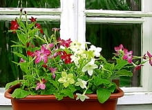 Tytoń (Nicotiana alata) 02.06.2003 WARSZAWA DOM PRYWATNY BALKON ROSLINY PACHNACE PACHNACY BALKON FOT PAWEL SLOMCZYNSKI / AGENCJA GAZETA