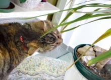 Czy dracena zaszkodzi kotu? Czy dracena zaszkodzi kotu?